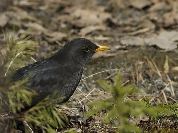 Mustarastas, Common Blackbird, Turdus merula